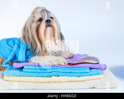 Shih Tzu chien après le lavage. Avec des serviettes et un peigne. Sur fond blanc. Banque D'Images