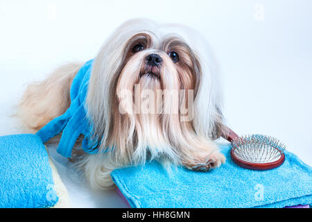 Shih Tzu chien coiffure salon de toilettage en concept. Sur fond blanc. Banque D'Images