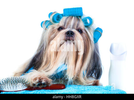 Shih Tzu chien après le lavage. Avec des bigoudis, serviettes et comb. Sur fond blanc. Banque D'Images