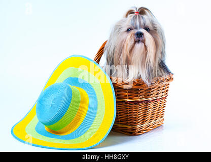 Cute shih tzu chien avec grand chapeau d'été assis dans le panier sur fond blanc Banque D'Images