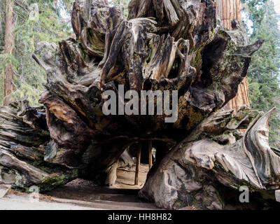 Un tombé et Redwood tree géant creux au Grant Grove dans la Sequoia National Forest. Les visiteurs peuvent marcher si l'arbre. Banque D'Images
