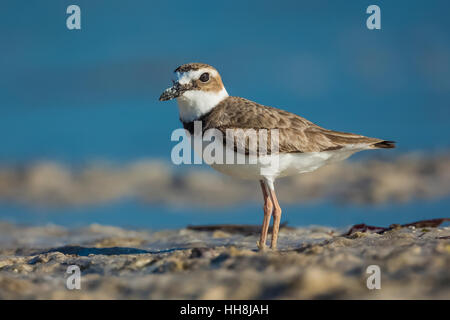 Pluvier de Wilson, Charadrius wilsonia, le long de la côte de la lagune Tigertail Beach Park sur Marco Island, Naples, Florida, USA Banque D'Images