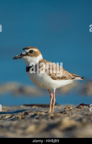 Pluvier de Wilson, Charadrius wilsonia, le long de la côte de la lagune Tigertail Beach Park sur Marco Island, Naples, Florida, USA Banque D'Images