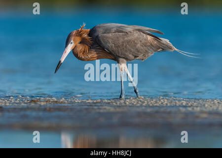 Aigrette garzette Egretta rufescens, rougeâtre, des profils en nourriture au plumage foncé morph Tigertail Beach Park sur Marco Island, Naples, Florida Banque D'Images