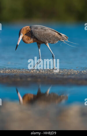 Aigrette garzette Egretta rufescens, rougeâtre, des profils en nourriture au plumage foncé morph Tigertail Beach Park sur Marco Island, Naples, Florida Banque D'Images