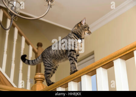 Les jeunes aux cheveux courts domestique tabby Cat Bengal chat en équilibre sur le haut d'une balustrade rampe en haut d'un escalier Banque D'Images