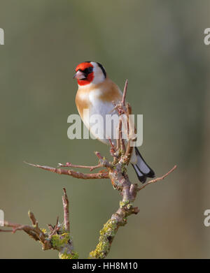 Chardonneret, Carduelis carduelis, sur une branche en hiver Banque D'Images