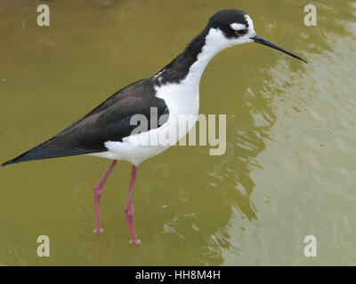 Blackblack-necked Stilt Banque D'Images