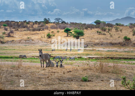 Groupe de zèbres sur leur style de vie, la Tanzanie, le Ruaha, safari Banque D'Images