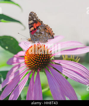 La belle dame (Vanessa cardui) sur l'échinacée (Echinacea purpurea), Allemagne Banque D'Images