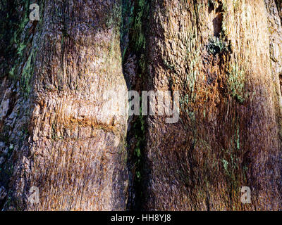 Close-up détail de l'écorce d'un séquoia géant Séquoia géant (arbre). Banque D'Images