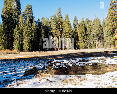 Les arbres Séquoia géant autour d'un pré, près de la forêt géante Musée sur l'Autoroute des généraux à Sequoia National Park, Californie. Banque D'Images