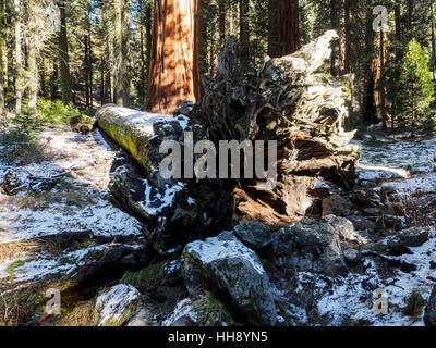 Redwood tree géant tombé près du Musée de la forêt géante sur les généraux Autoroute en Sequoia National Park, Californie. Banque D'Images