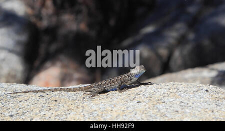 Le bleu distinctif des correctifs sont visibles dans cet homme Lézard Sceloporus graciosus (armoise). Photographié à Yosemite National Park. Banque D'Images