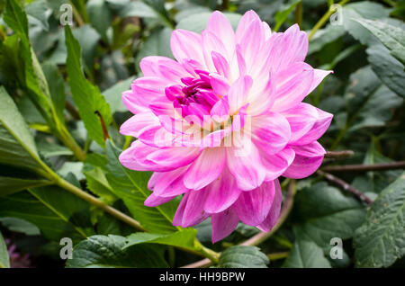 Dahlia fleurs Nepos en septembre au Royaume-Uni Banque D'Images