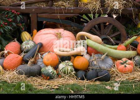 Cucurbita maxima. Les courges et citrouilles coloré affichage à RHS Wisley. Banque D'Images