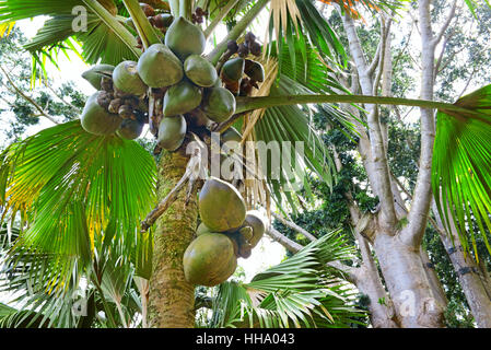 La noix de coco fruits sur l'arbre Banque D'Images