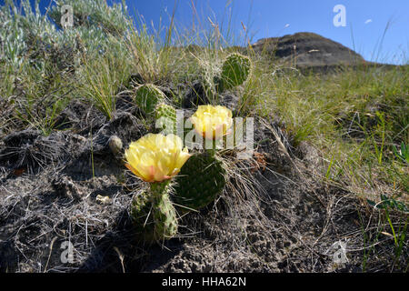 Cactus - Opuntia polyacantha. Le parc provincial Dinosaur, en Alberta, Canada Banque D'Images