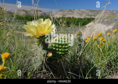 Cactus - Opuntia polyacantha. Le parc provincial Dinosaur, en Alberta, Canada Banque D'Images