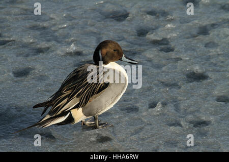 Un mâle Canard pilet (Anas acuta) debout sur un lac gelé. Banque D'Images