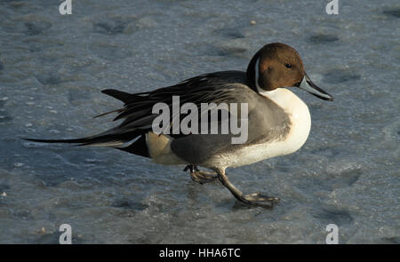 Un mâle Canard pilet (Anas acuta) marcher sur le lac gelé. Banque D'Images