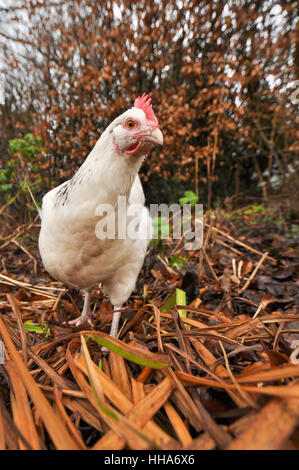 Free Range chicken hen dans le jardin d'hiver Banque D'Images