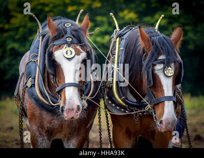 Chevaux..deux beaux cheval lourd travailler les champs. Banque D'Images