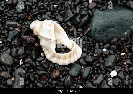Seashell polis par les vagues sur une plage de rochers Banque D'Images