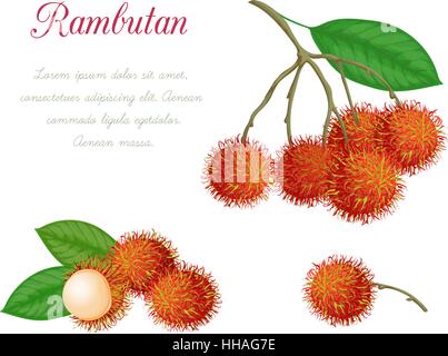 Vector illustration de ramboutan, réalisés dans un style réaliste. Objets isolés sur un fond blanc. Une série de fruits exotiques Illustration de Vecteur