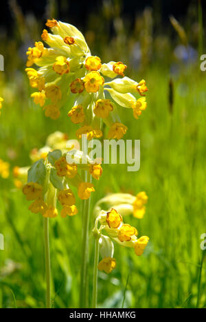 Primula veris Cowslips, croissante, dans un cimetière, l'ouest du pays de Galles Banque D'Images