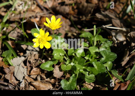 Chélidoine moindre en fleur. Ficaria verna Banque D'Images