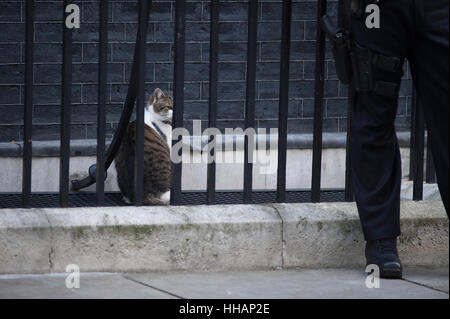 Downing Street, London, UK. 17 janvier 2017. Larry le chat de Downing Street à l'extérieur No 10 garde-corps Banque D'Images