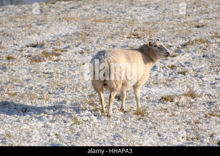 Un mouton couvert de neige Banque D'Images