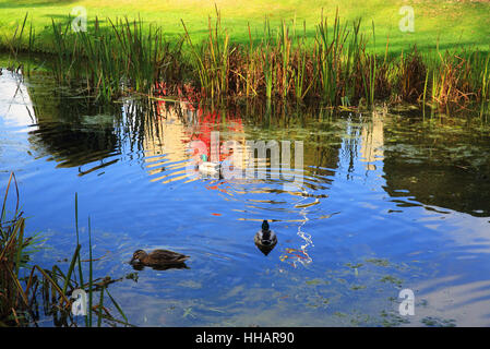 D'enfance d'Anne Boleyn hone, Hever Castle, qui se reflète dans les douves, dans la campagne du Kent, en Angleterre, Royaume-Uni Banque D'Images