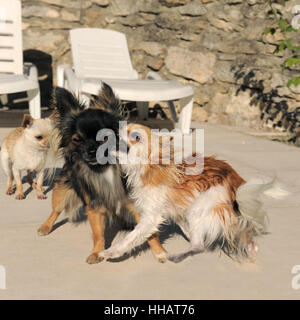 Lutte, combat, chien, chiens, trois, minet, beau, beauteously, Nice, Banque D'Images