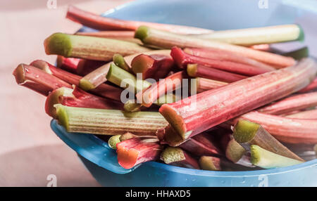 Les tiges de rhubarbe fraîchement lavés dans un bol bleu, en lumière naturelle avec un arrière-plan. Banque D'Images