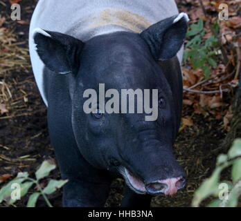 Un homme curieux des électroniques de tapir (Tapirus indicus). Originaire de Birmanie à Sumatra Banque D'Images