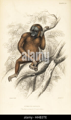 Orang-outan, Pongo pygmaeus. En voie de disparition. (Rouge ou l'Asiatique orang utang, Pithecus satyrus). Gravure coloriée par W.H. Après une illustration Lizars par James Stewart de Sir William Jardine's Naturalist's Library : singes, Édimbourg, 1844. Banque D'Images