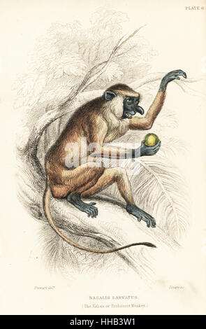 Kahau ou Proboscis Monkey, Nasalis larvatus. En voie de disparition. Gravure coloriée par W.H. Après une illustration Lizars par James Stewart de Sir William Jardine's Naturalist's Library : singes, Édimbourg, 1844. Banque D'Images