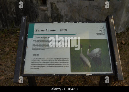 Sarus crane détails indiens conseil dans le parc national de Keoladeo Ghana Parc national de Keoladeo ou Banque D'Images