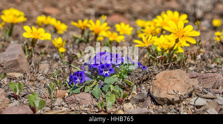 Aptosimum indivisum Karoo (Violet) fleurs sauvages dans le Namaqualand, Afrique du Sud Banque D'Images