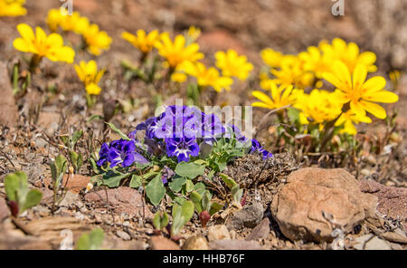 Aptosimum indivisum Karoo (Violet) fleurs sauvages dans le Namaqualand, Afrique du Sud Banque D'Images