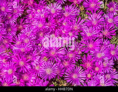 Lampranthus vernalis fleurs dans la province de Northern Cape, Afrique du Sud Banque D'Images