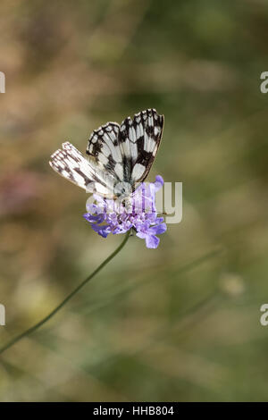 Papillon en marbre blanc ( melanargia galathea ) sur une fleur Banque D'Images