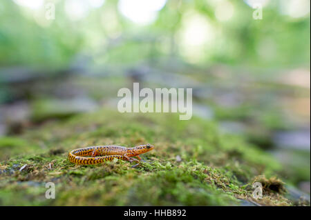 Une Salamandre à longue queue se trouve sur un journal couvert moussus. Banque D'Images