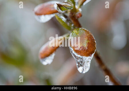 Une macro d'une branche d'arbre bud recouvert de glace. Banque D'Images