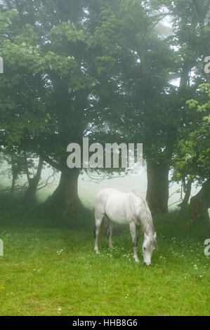 Le pâturage de chevaux arabes tranquillement dans la brume Banque D'Images