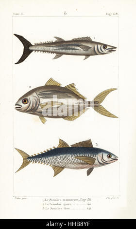 De prescription étroite maquereau espagnol, Scomberomorus commerson, scad Megalaspis cordyla, torpille, et de l'Atlantique, Thon rouge Thunnus thynnus (en voie de disparition). La gravure sur cuivre coloriée par Plee Sr. après une illustration par Jean-Gabriel pretre de Bernard Germain de Lacépède, Histoire naturelle des quadrupèdes ovipares, des serpents, des poissons et des cétacés, Eymery, Paris, 1825. Banque D'Images