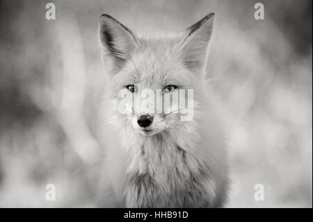 Un close up Red Fox portrait en noir et blanc. Banque D'Images