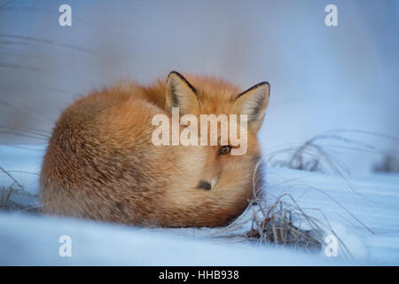 Un renard roux recroquevillé au crépuscule à dormir le soir dans un hiver froid neige. Banque D'Images